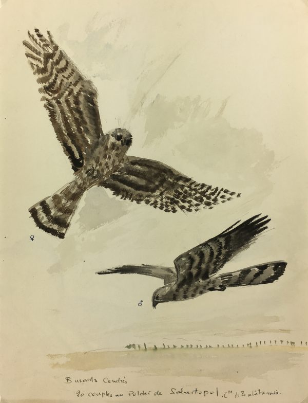 Animals Original Art - Ash Harriers, French, c. 1960