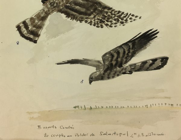 Animals Original Art - Ash Harriers, French, c. 1960