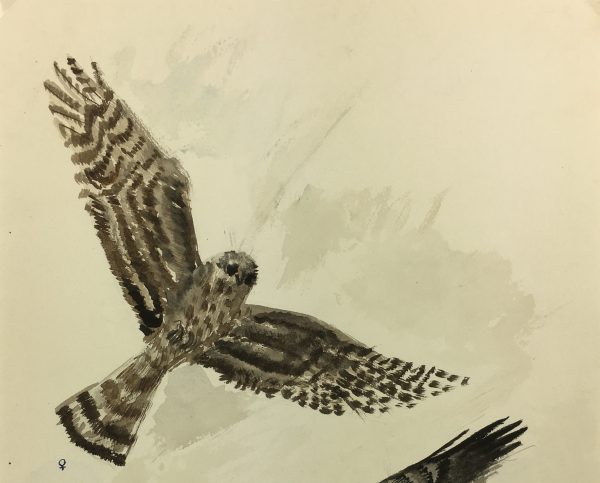 Animals Original Art - Ash Harriers, French, c. 1960