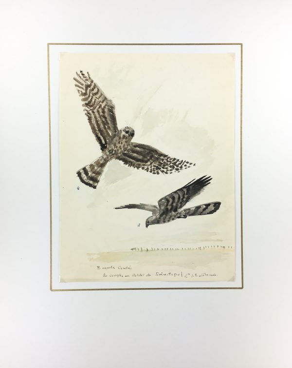 Animals Original Art - Ash Harriers, French, c. 1960