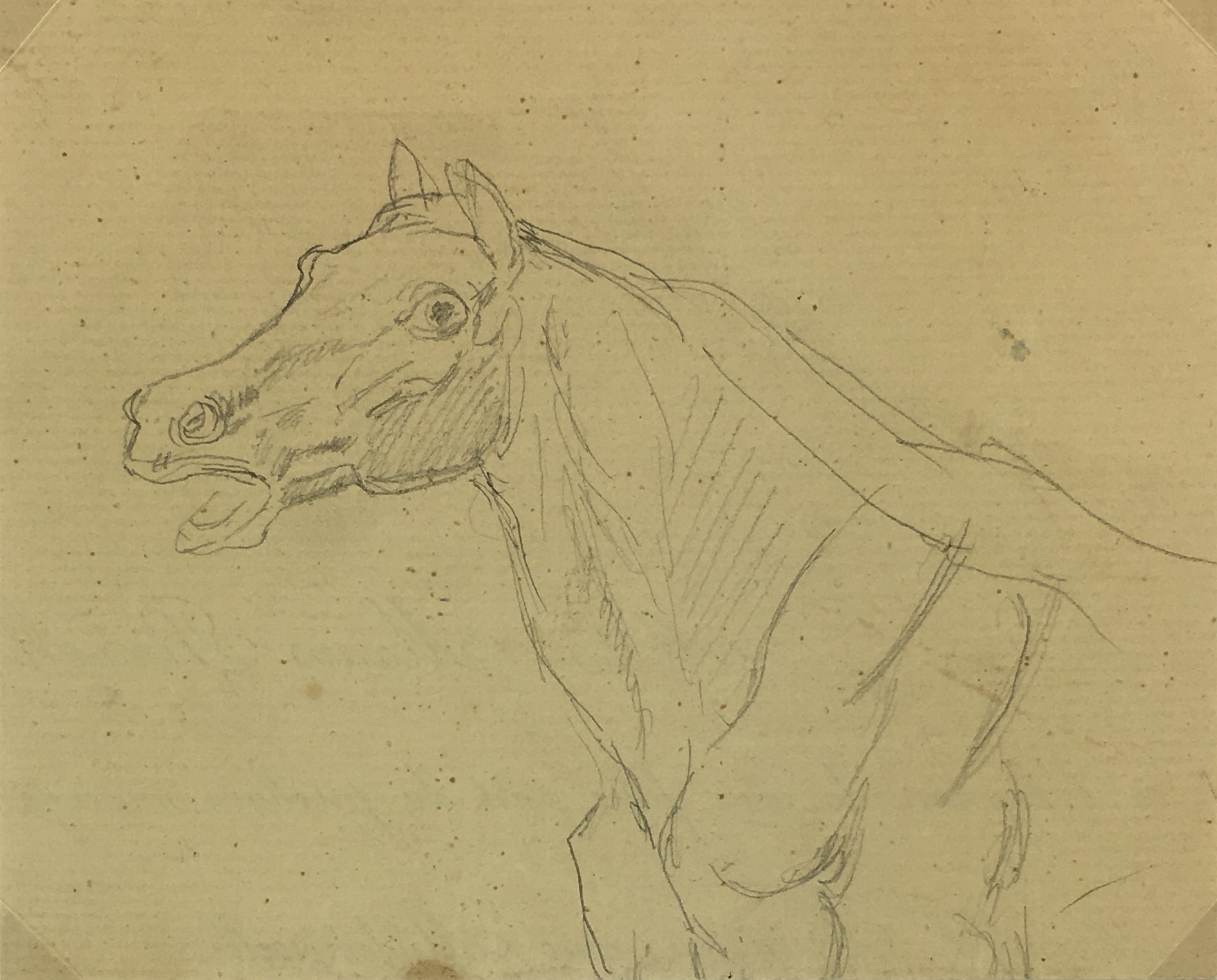 Animals Horses Original Art - Horse Sketch, French, c.1920