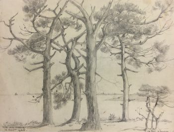 Trees Original Art - Île aux Moines, Brittany, 1955