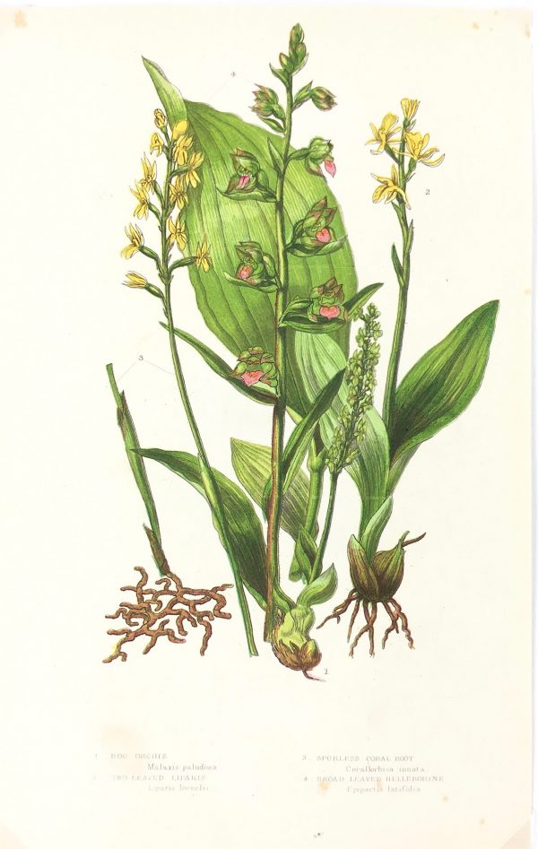 Botanical Print - Botanical, Anne Pratt,  c.1870