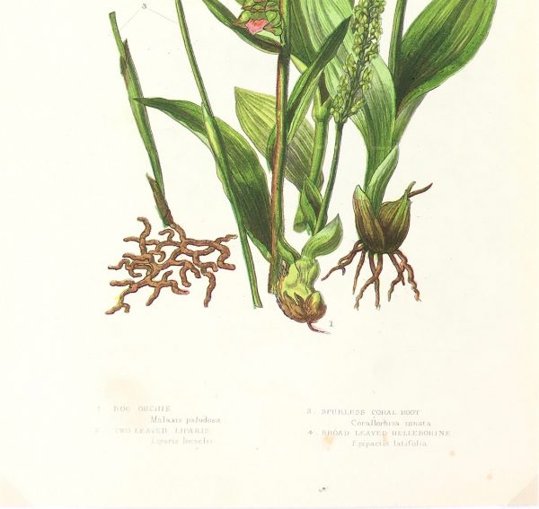 Botanical Print - Botanical, Anne Pratt,  c.1870