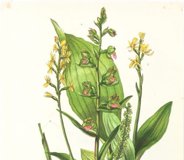 Botanical Print - Botanical, Anne Pratt,  c.1870