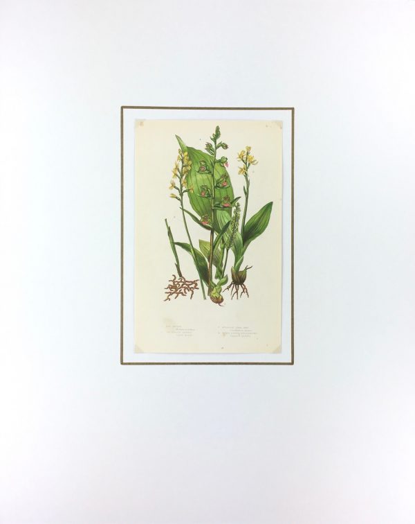 Botanical Print - Botanical, Anne Pratt,  c.1870