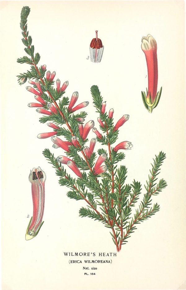Botanical Print - Botanical, E. Step, 1897