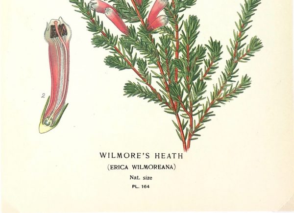 Botanical Print - Botanical, E. Step, 1897