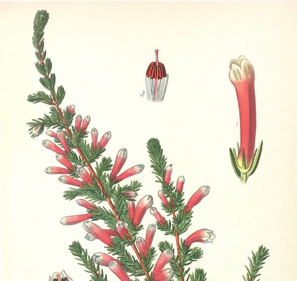 Botanical Print - Botanical, E. Step, 1897