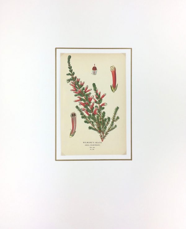 Botanical Print - Botanical, E. Step, 1897