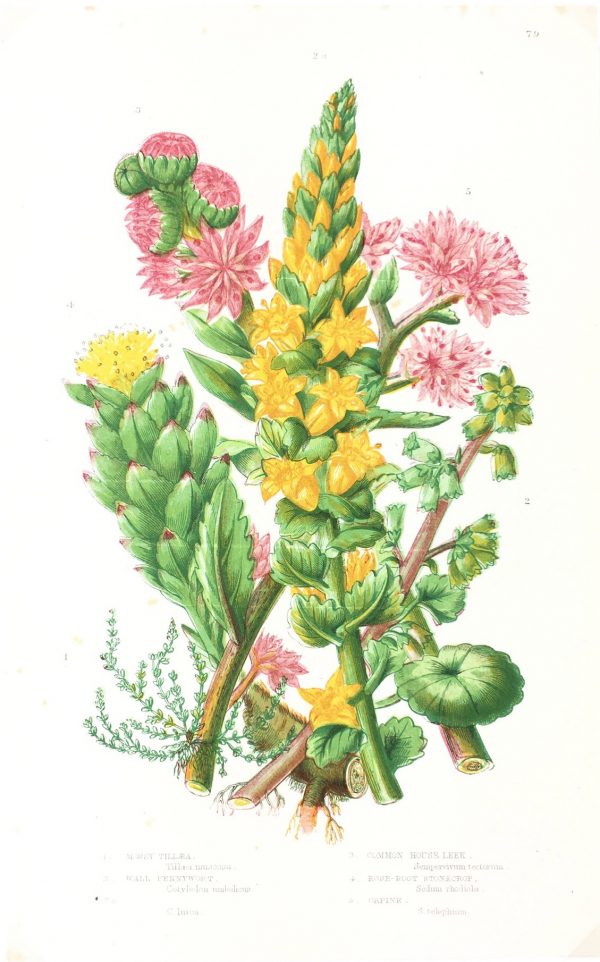 Botanical Print - Botanical, Anne Pratt , c.1860