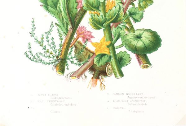 Botanical Print - Botanical, Anne Pratt , c.1860