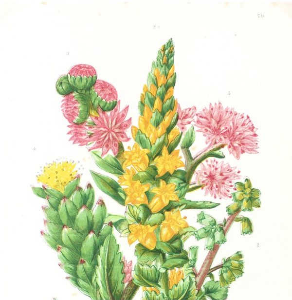 Botanical Print - Botanical, Anne Pratt , c.1860