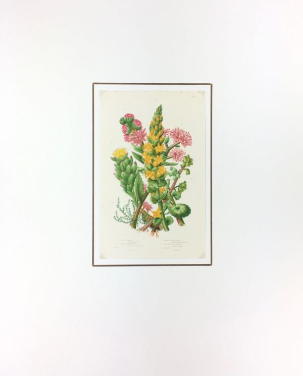 Botanical Print - Botanical, Anne Pratt , c.1860