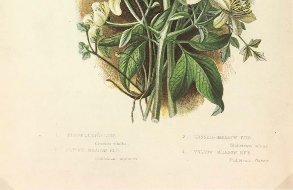 Botanical Print - Botanical, Anne Pratt, c.1870