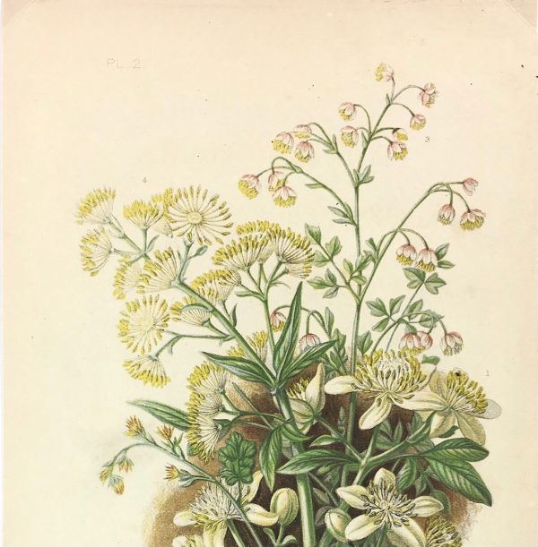 Botanical Print - Botanical, Anne Pratt, c.1870