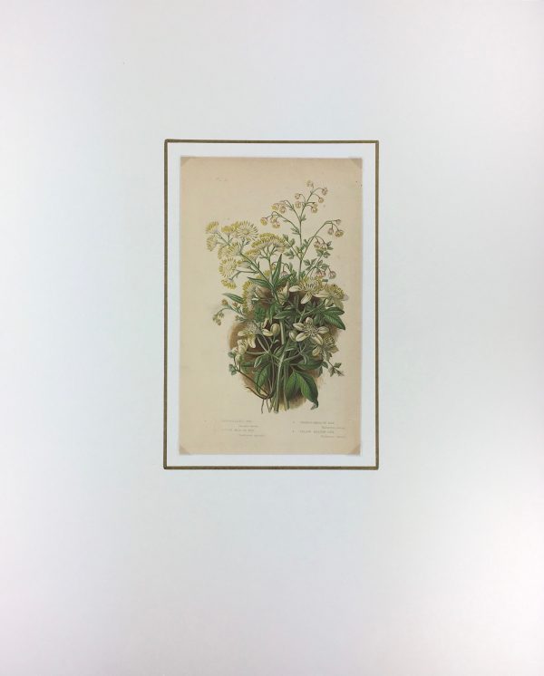Botanical Print - Botanical, Anne Pratt, c.1870
