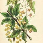 Botanical Print - Botanical, Anne Pratt, c.1870