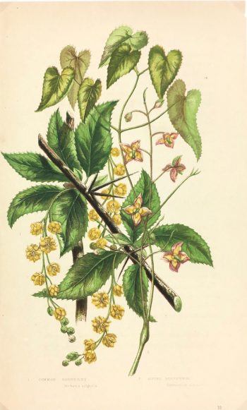 Botanical Print - Botanical, Anne Pratt, c.1870