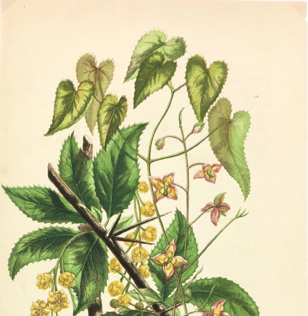 Botanical Print - Botanical, Anne Pratt, c.1870