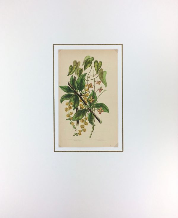 Botanical Print - Botanical, Anne Pratt, c.1870