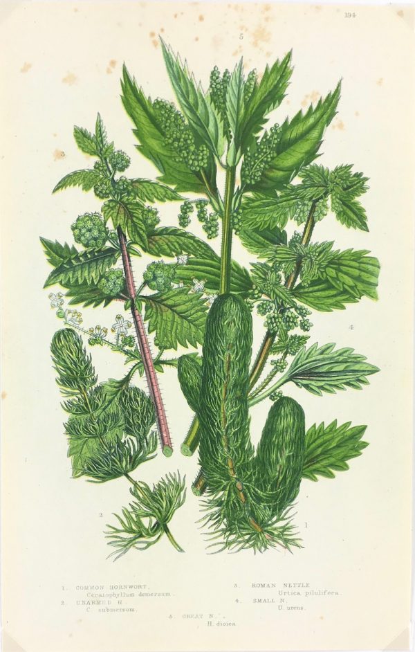 Botanical Print - Botanical, Anne Pratt, c.1870