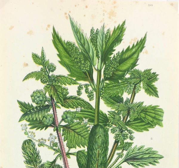 Botanical Print - Botanical, Anne Pratt, c.1870