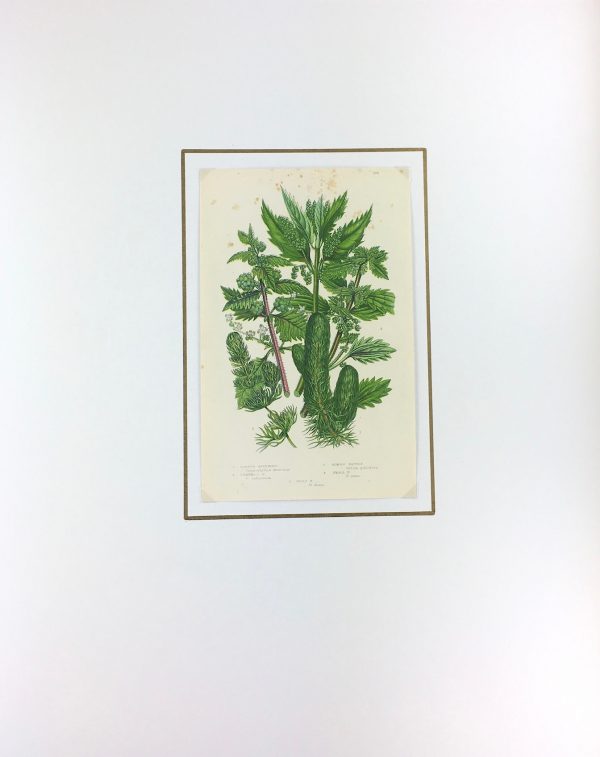 Botanical Print - Botanical, Anne Pratt, c.1870