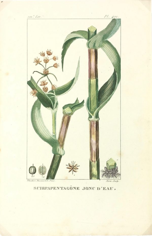 Botanical Print - Botanical, Descourtilz, c.1830