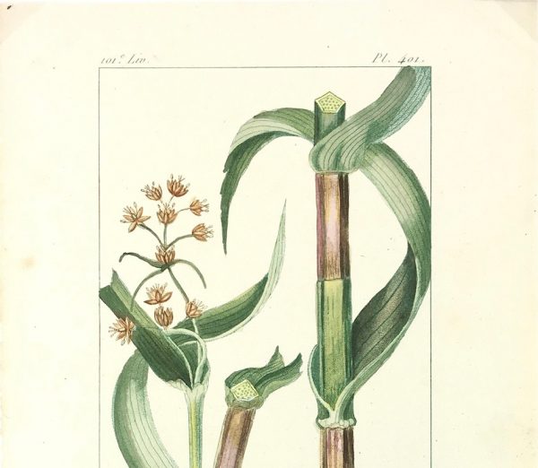 Botanical Print - Botanical, Descourtilz, c.1830