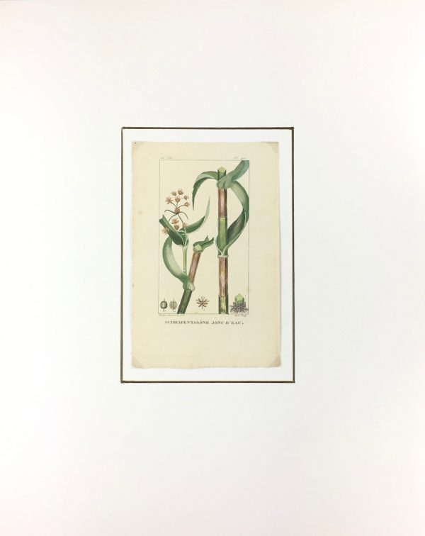 Botanical Print - Botanical, Descourtilz, c.1830
