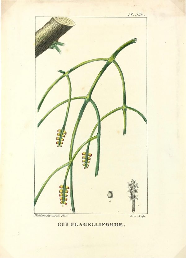 Botanical Print - Botanical, Descourtilz, c.1830