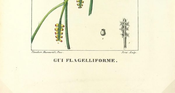 Botanical Print - Botanical, Descourtilz, c.1830