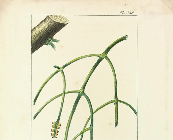 Botanical Print - Botanical, Descourtilz, c.1830