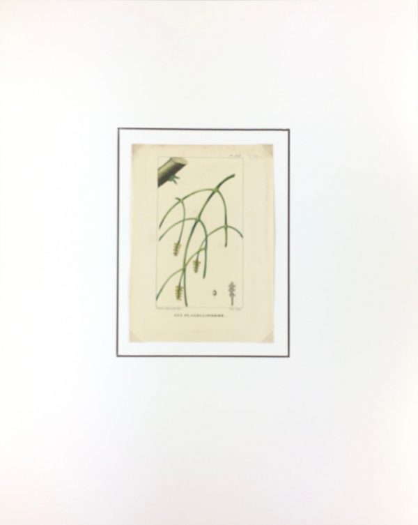 Botanical Print - Botanical, Descourtilz, c.1830