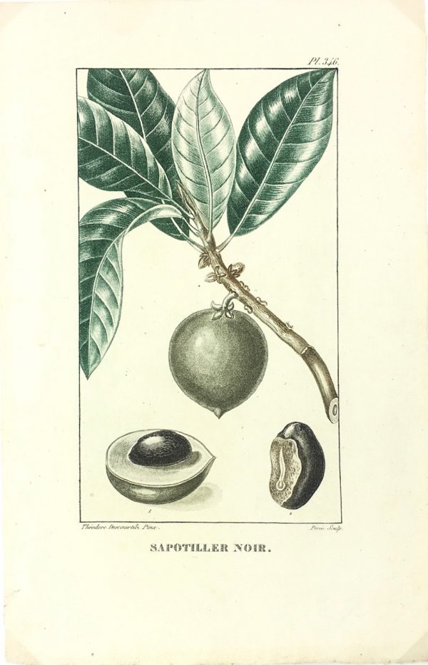 Botanical Print - Botanical, Descourtilz, c.1830