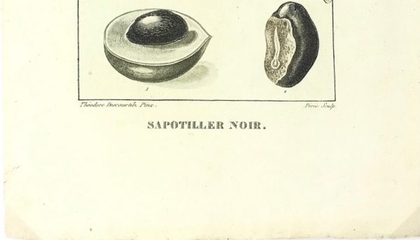 Botanical Print - Botanical, Descourtilz, c.1830