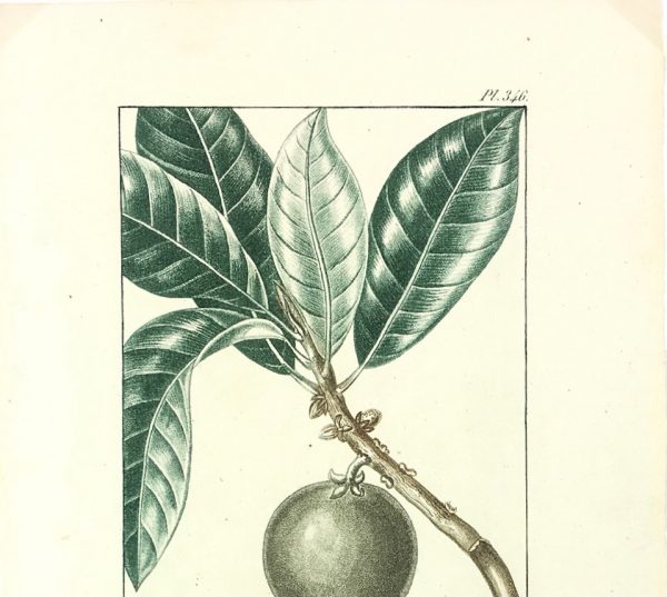 Botanical Print - Botanical, Descourtilz, c.1830