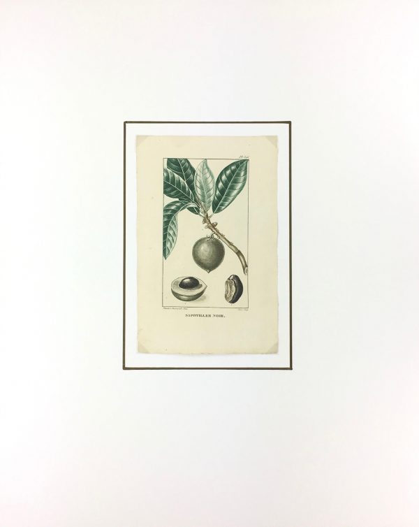 Botanical Print - Botanical, Descourtilz, c.1830