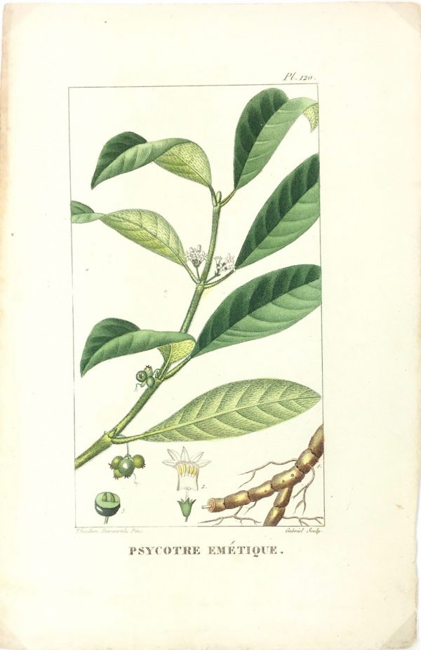 Botanical Print - Botanical, Descourtilz, c.1830