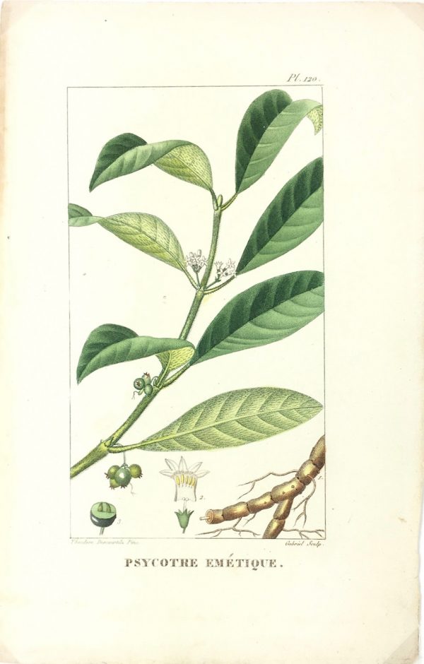 Botanical Print - Botanical, Descourtilz, c.1830