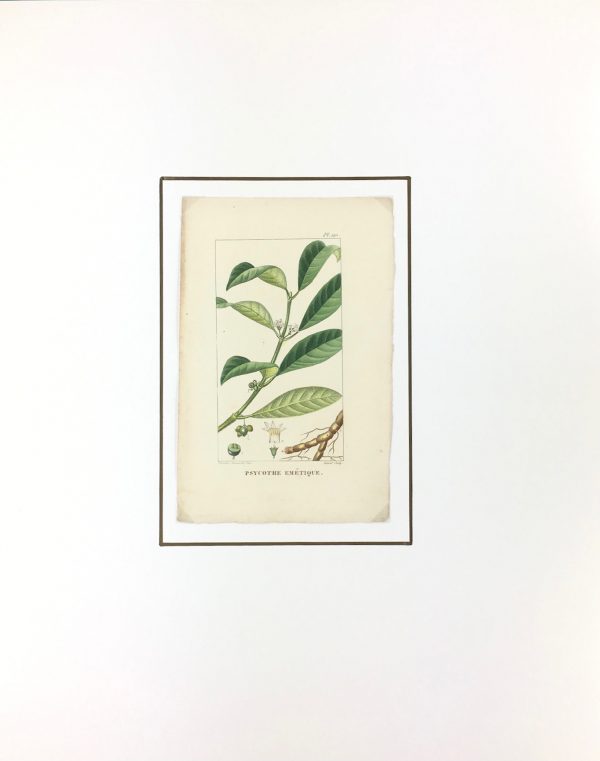Botanical Print - Botanical, Descourtilz, c.1830