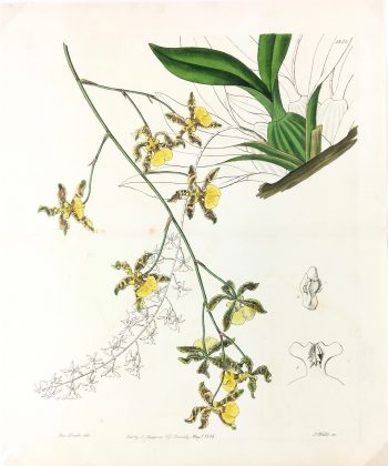 Botanical Print - Botanical, Edwards, 1836
