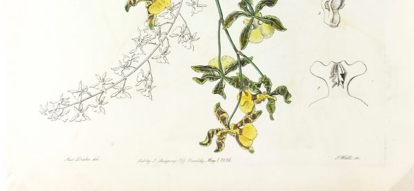 Botanical Print - Botanical, Edwards, 1836