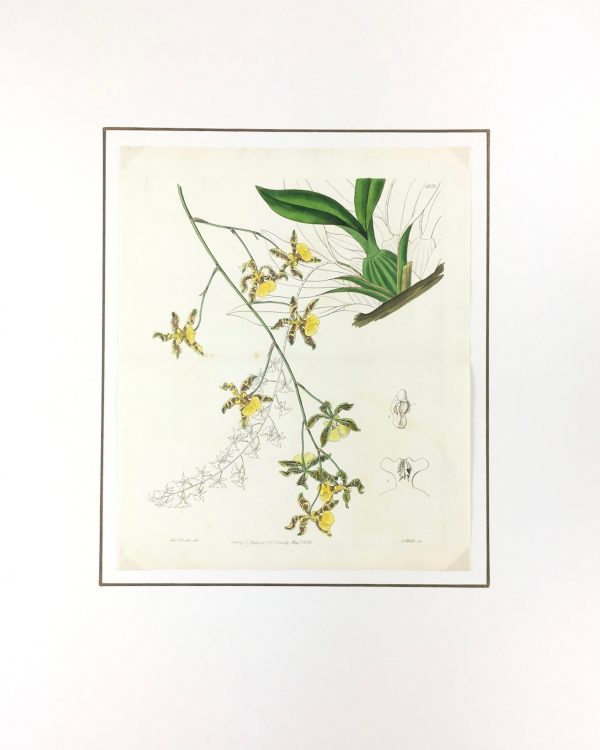 Botanical Print - Botanical, Edwards, 1836