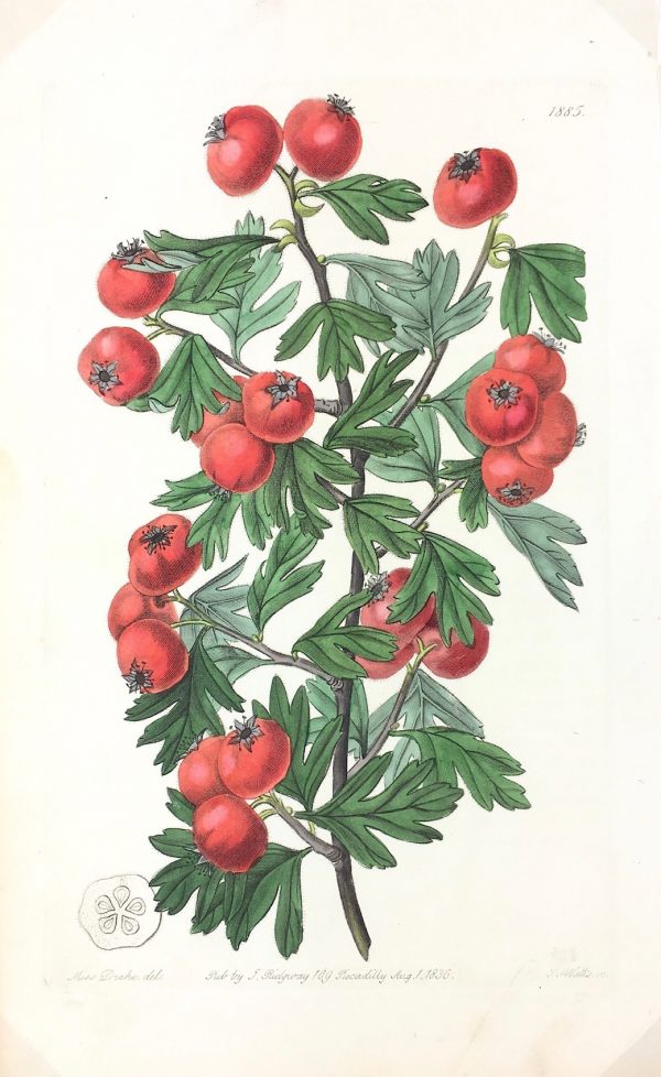 Botanical Print - Botanical, Edwards, 1836