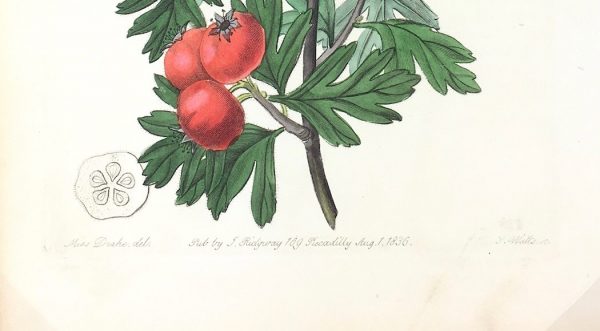 Botanical Print - Botanical, Edwards, 1836