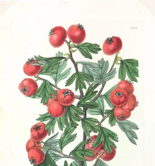 Botanical Print - Botanical, Edwards, 1836