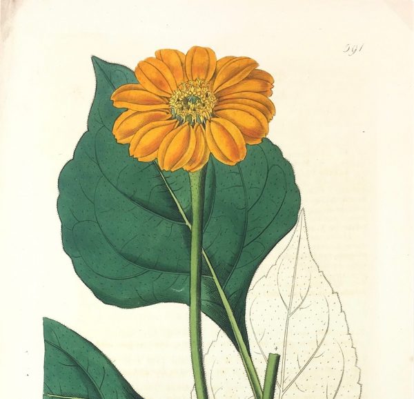 Botanical Print - Botanical, Edwards, Ridgway, 1822