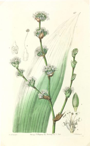 Botanical Print - Botanical, Ridgway, 1840